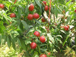 泰安開發區奧泉苗木種植專業合作社 泰安開發區奧泉苗木種植專業合作社