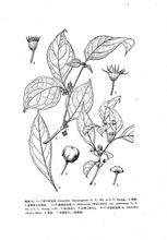 軟剛毛紅絲線 軟剛毛紅絲線