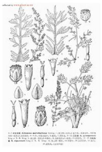 日喀則蒿 日喀則蒿