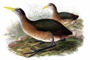 紐幾內亞秧雞屬 紐幾內亞秧雞屬