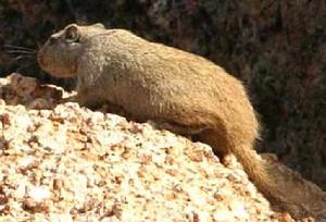 非洲岩鼠 非洲岩鼠