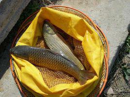 釣鯉魚餌料配方 釣鯉魚餌料配方