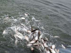 廣東創新水產養殖場 廣東創新水產養殖場