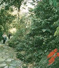 高嶺古礦遺址 高嶺古礦遺址