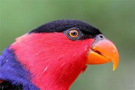 黑頂鸚鵡 黑頂鸚鵡