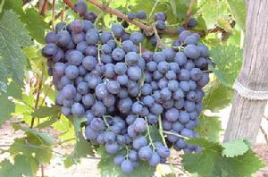 漢堡麝香 漢堡麝香