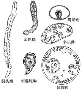 原尾蚴 原尾蚴