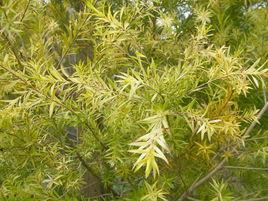 黃金串錢柳 黃金串錢柳