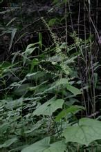 兔兒風蟹甲草 兔兒風蟹甲草