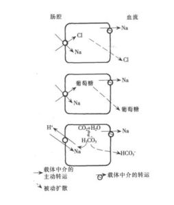 繼發性主動轉運 繼發性主動轉運