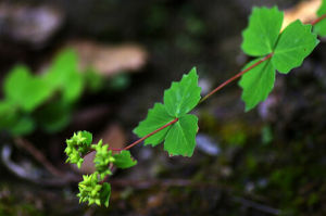 菱葉紅景天 菱葉紅景天