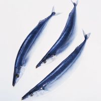 紅瓜子斑 紅瓜子斑