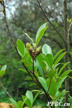 茶梨 Anneslea fragrans