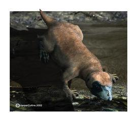 硬齒鴨嘴獸 硬齒鴨嘴獸