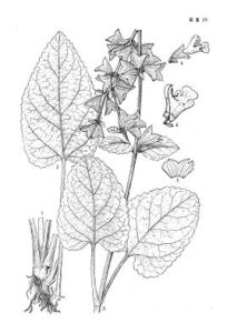 異色鼠尾 異色鼠尾