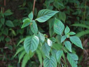 蘆莉花族 蘆莉花族