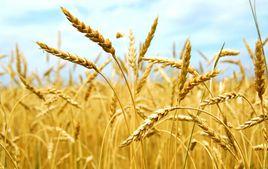 綠色食品:大麥 綠色食品:大麥