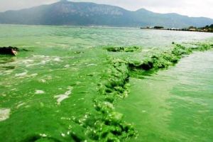 腐殖營養湖 腐殖營養湖