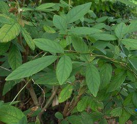 兩節豆屬 兩節豆屬