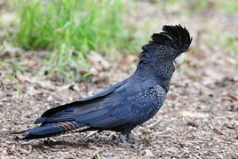 紅尾黑鳳頭鸚鵡西南亞種 紅尾黑鳳頭鸚鵡西南亞種