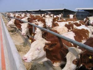 Simmental cattle