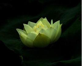 創世青蓮 創世青蓮