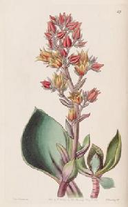 擬石蓮花屬 擬石蓮花屬