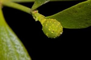 瘤果槲寄生 瘤果槲寄生