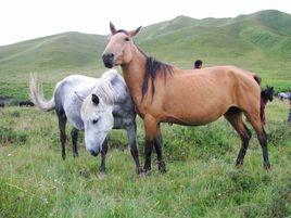 河曲馬 河曲馬