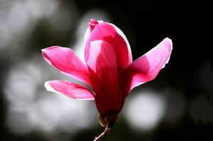 細穗金足草 細穗金足草