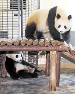 大熊貓婭韻 大熊貓婭韻