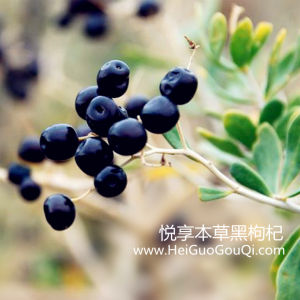 黑枸杞