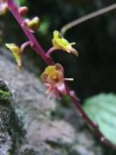 細莖沼蘭 細莖沼蘭