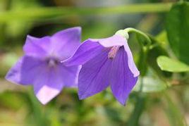 鐘形花冠 鐘形花冠