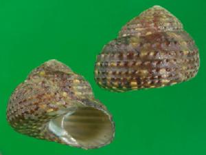 生動小鐘螺 生動小鐘螺