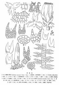 毛口大萼苔 毛口大萼苔