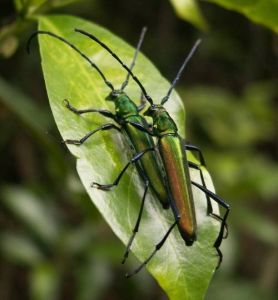 榆茶色天牛 榆茶色天牛