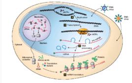 翻譯[生物學術語]