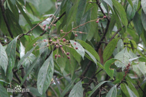 雲南泡花樹 雲南泡花樹