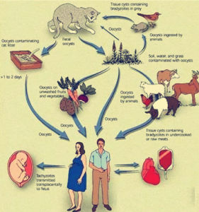 弓形蟲病 弓形蟲病