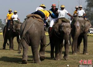 世界大象馬球錦標賽 世界大象馬球錦標賽