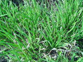 韭菜灰霉病 韭菜灰霉病