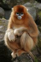 瓜斯馬猴 瓜斯馬猴