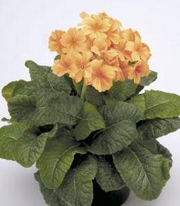 牛舌櫻草 牛舌櫻草