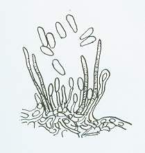 棉炭疽病病菌的分生孢子盤和分生孢子