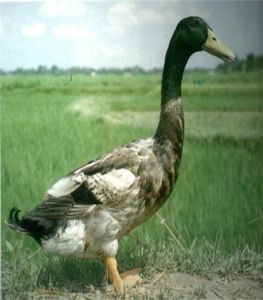 荊江麻鴨 荊江麻鴨