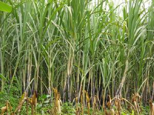 展蘭山自然村甘蔗種植業