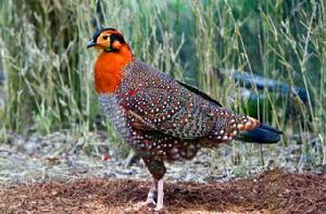 灰腹角雉 灰腹角雉