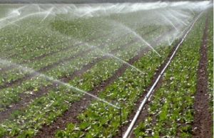 灌溉制度