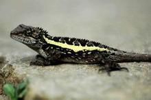 四川攀蜥 四川攀蜥